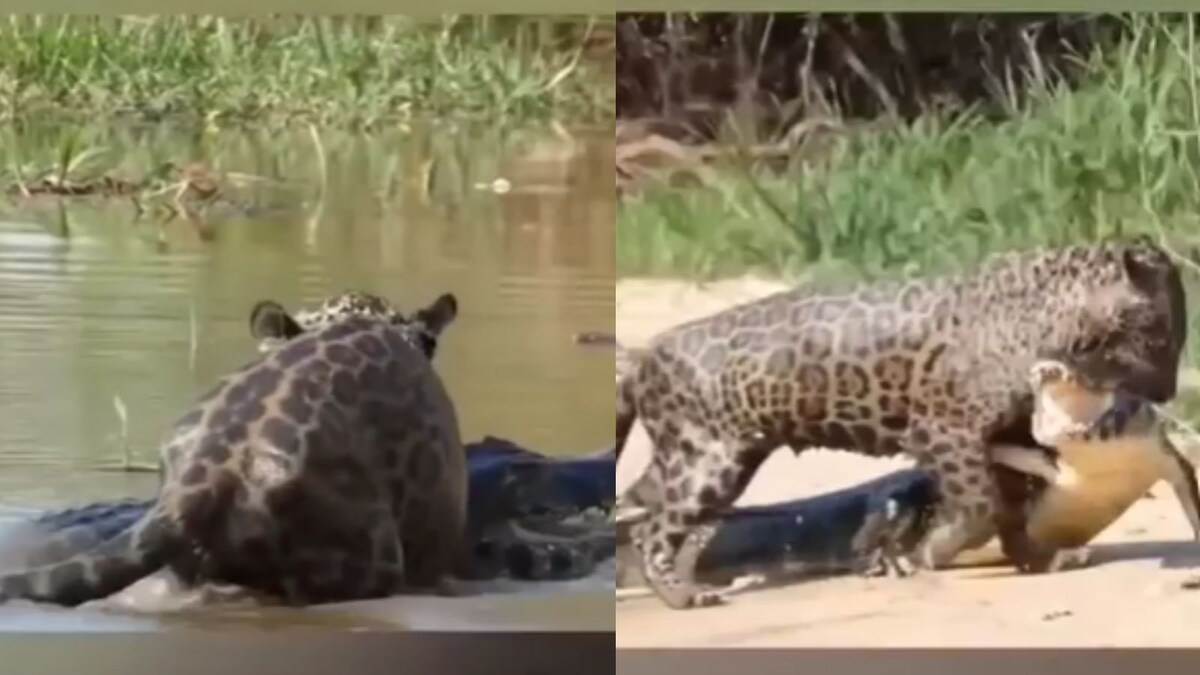 Jaguar Takes On Crocodile On Its Own Turf, Watch Video To Find Who