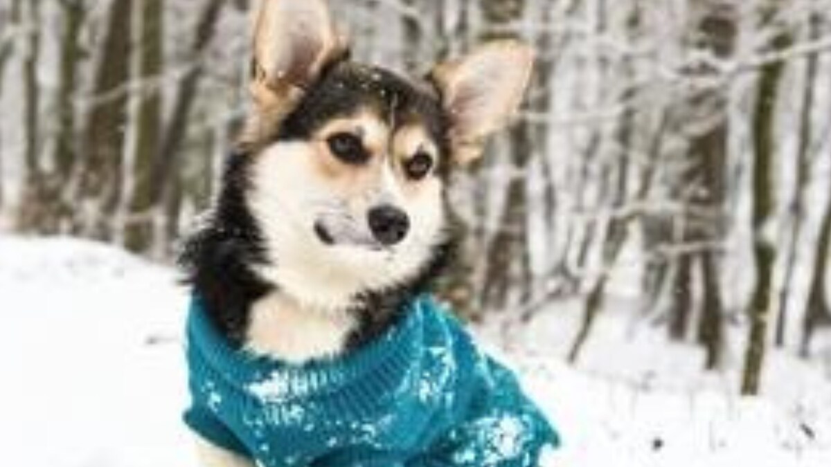 Here Is How You Can Keep Your Pets Warm During Winter