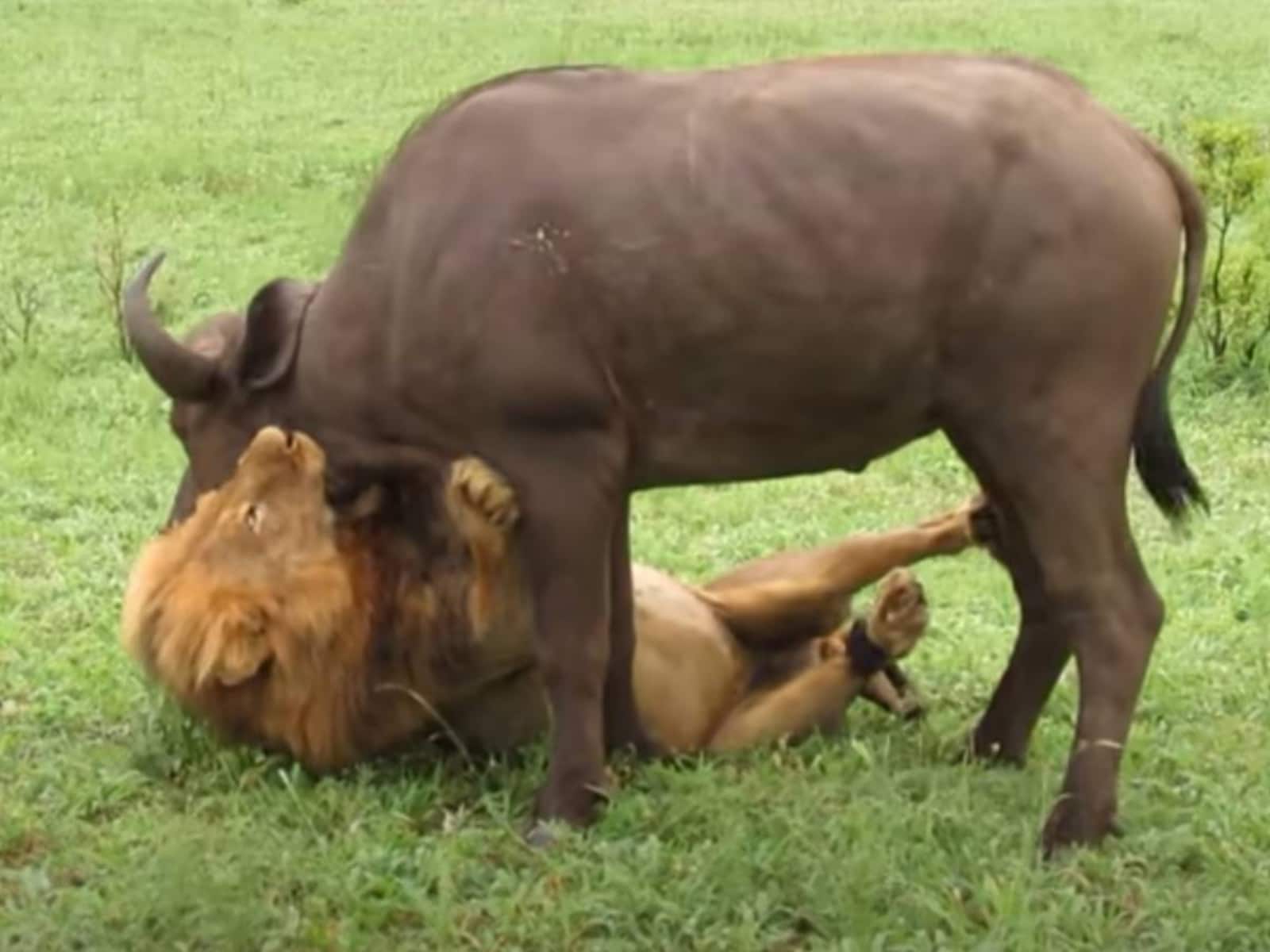 Watch: Fearless Lion Attacks Buffalo Herd in Bone-Chilling Video