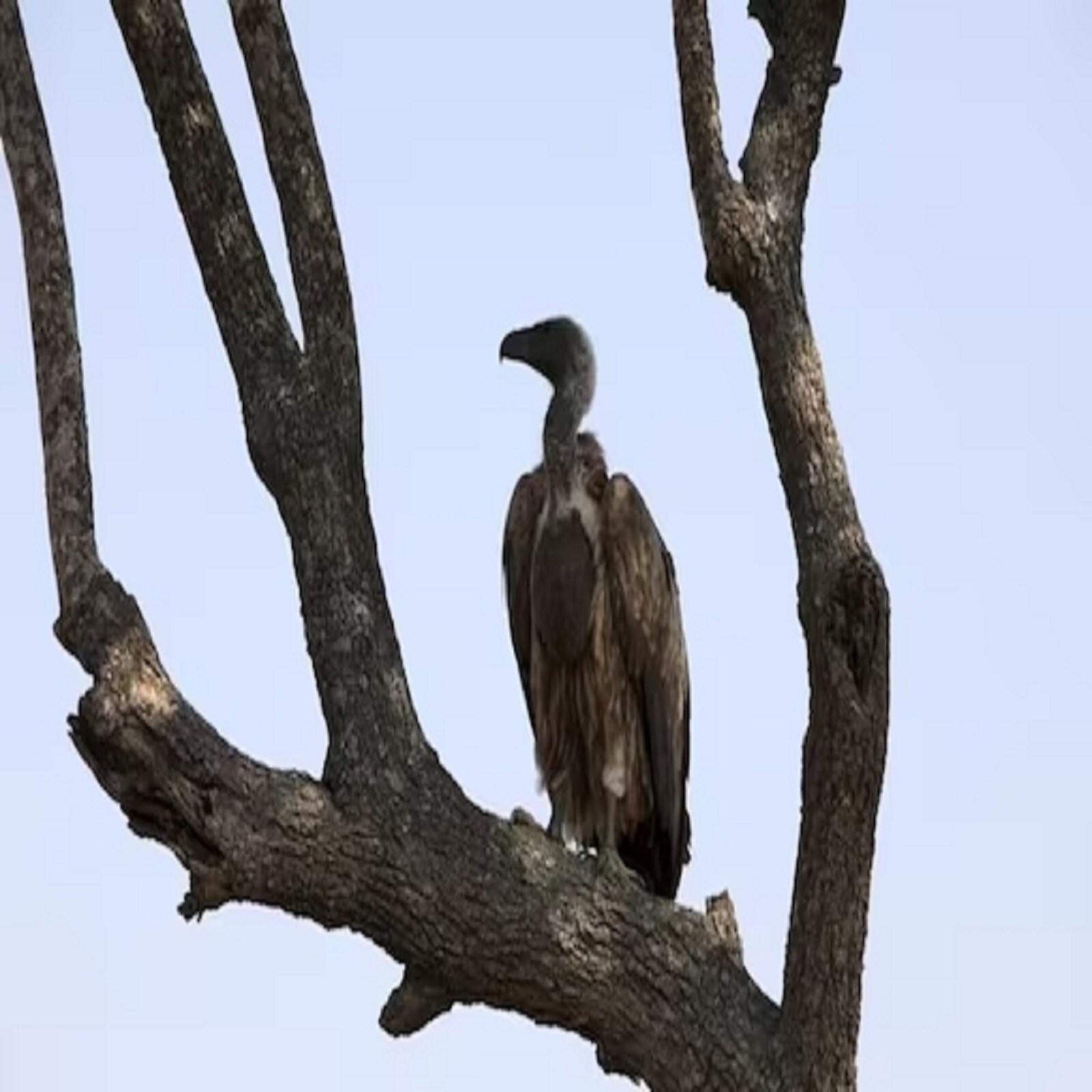 white back vulture 2