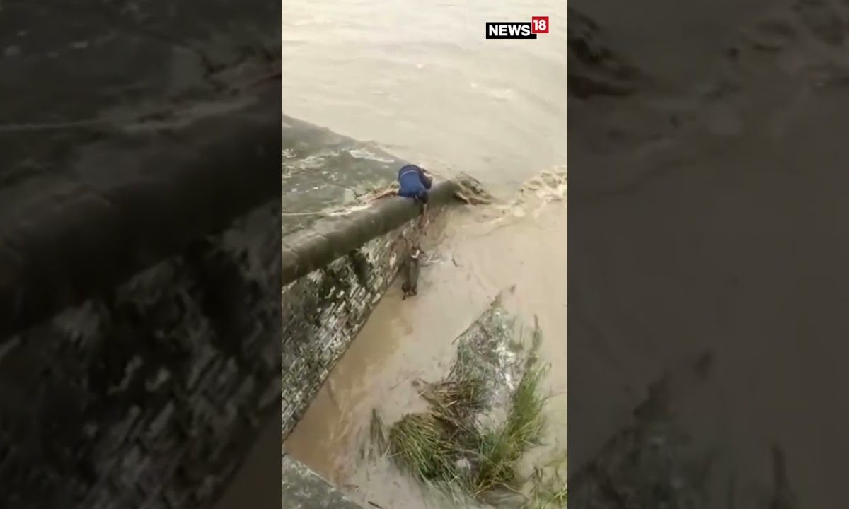 Internet Lauds Rescue Mission to Save Dog Stuck in Dam | Dog Rescue ...