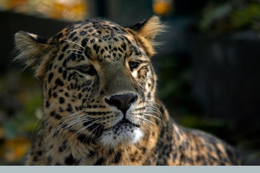 Uttar Pradesh: Leopard Mauls 7-year-old Boy to Death in Bahraich Uttar Pradesh: Leopard Mauls 7-year-old Boy to Death in Bahraich