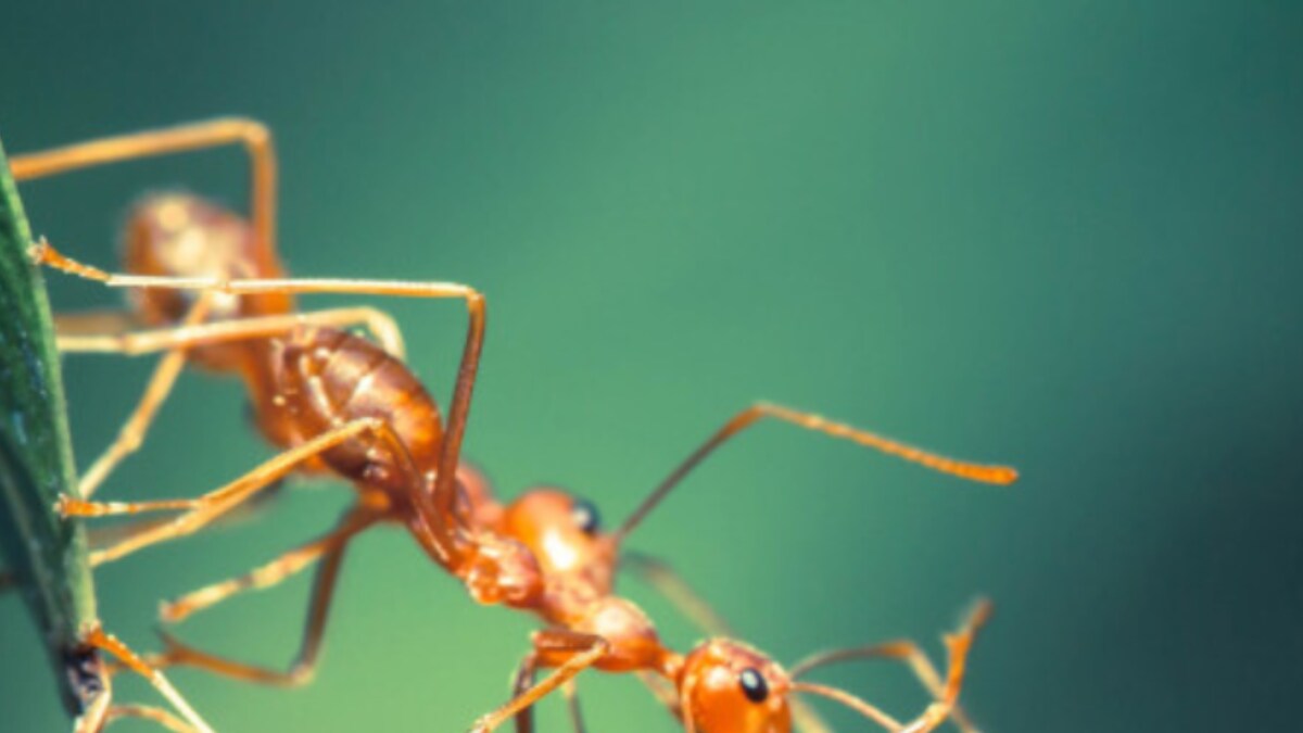 Cow Mucus to Cancersniffing Ants Here are the Natureinspired