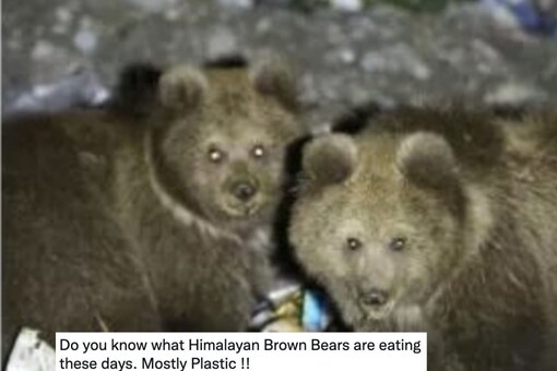 Himalayan Brown Bear are Eating Trash Left by Tourists. (Image: Twitter/@ParveenKaswan)