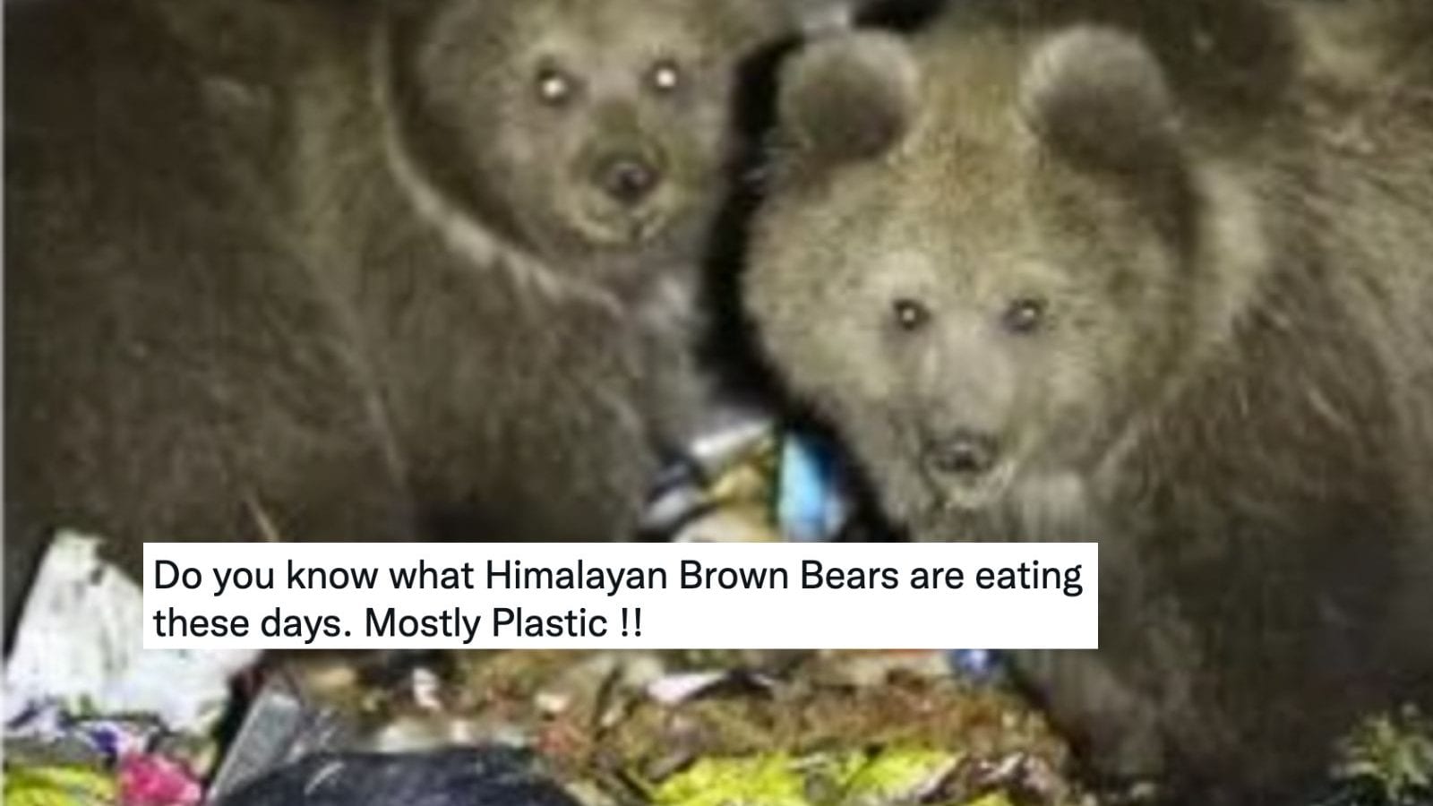 Himalayan Brown Bears are Eating Trash Left Behind by Tourists, Reveals