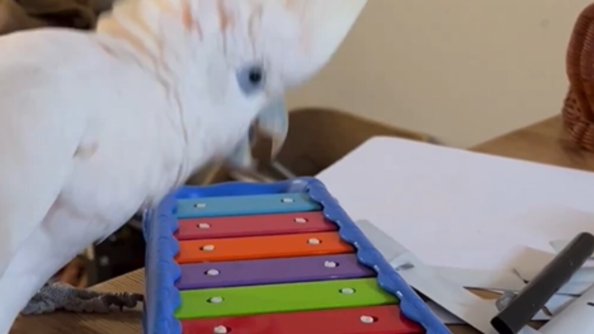 Cockatoo Plays Xylophone in Viral Video, Impresses With its