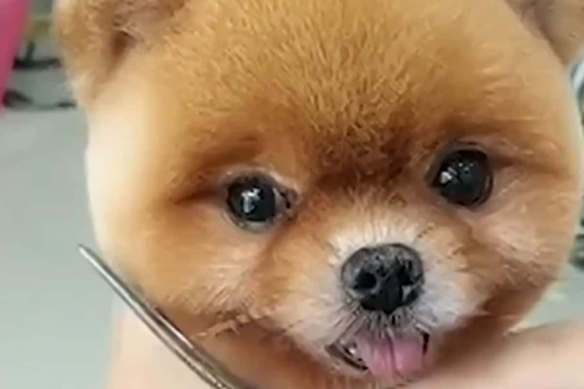 Video of Pets Getting Haircuts by Thailand Groomer is too Cute to Miss