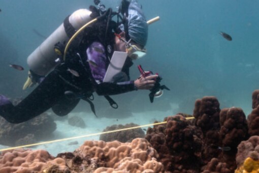 Thai marine authorities are using social media to track reports of infected reefs, and have also asked the public to report any sightings of affected corals. (Credits: AFP)