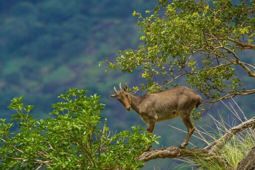 Khatron Ke Khiladi': IAS Officer Shares Stunning Images And Videos of Endangered Nilgiri Tahr Khatron Ke Khiladi': IAS Officer Shares Stunning Images And Videos of Endangered Nilgiri Tahr