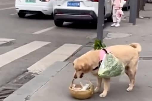 ԴŢͧ Dog Carrying Groceries  (Ҿ: Ե/@nowthisnews)