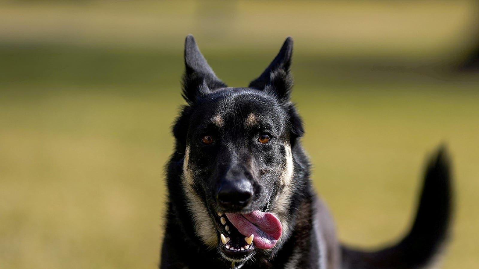 Dog Fights off Pack of Coyotes, Saves Farmer’s Sheep in Brave Encounter