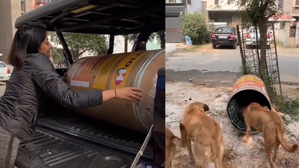 WATCH This Shelter Built from Scrap to Keep Stray Dogs Warm in Winter