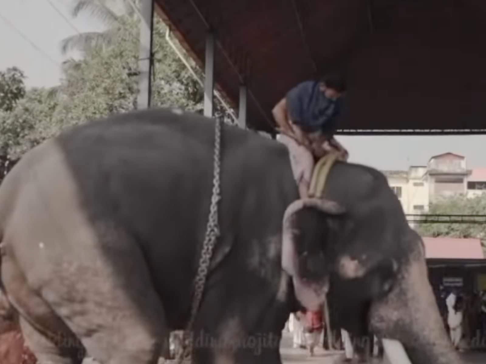 Kerala Couple's Wedding Photoshoot Captures Elephant Attack, Instagram Video  is Viral