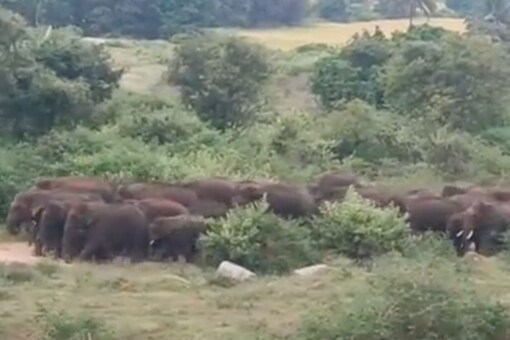 Herd of Elephants Searching For Ragi in Tamil Nadu Forest. (Image: Twitter/@supriyasahuias)
