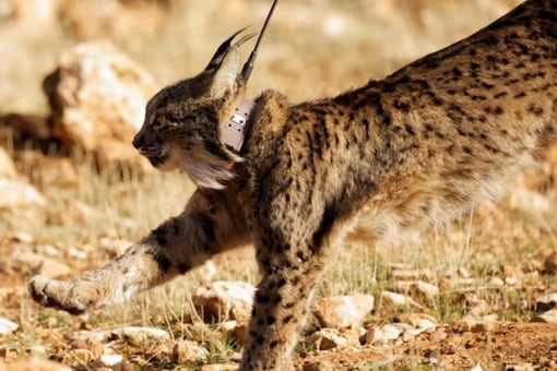 Earth's Extinction Crisis is Getting Worse and a Million Species are on the Brink Earth's Extinction Crisis is Getting Worse and a Million Species are on the Brink