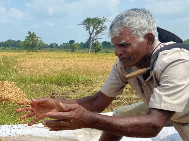 This 72-year-old Man in Kerala Has Saved 54 Native Rice Varieties in 20 ...