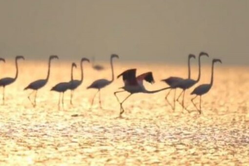 Witness Winged Beauty At Annual Flamingo Festival in Andhra Pradesh's  Nellore District
