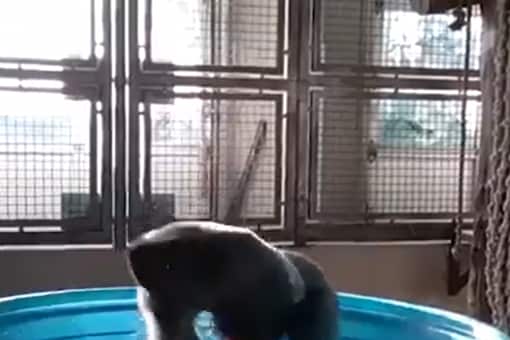  The animal, identified as Zola, a silverback gorilla, can be seen splashing around in the pool, twisting and twirling as he does so. (Credits: Twitter)
