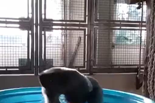 This Old Video of Gorilla Dancing in a Pool Will Add a Broad Smile to Your Face This Old Video of Gorilla Dancing in a Pool Will Add a Broad Smile to Your Face