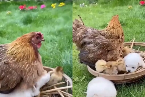 Video of Adorable Puppies Confusing Hen For Their Mother Will Brighten Your Day Video of Adorable Puppies Confusing Hen For Their Mother Will Brighten Your Day