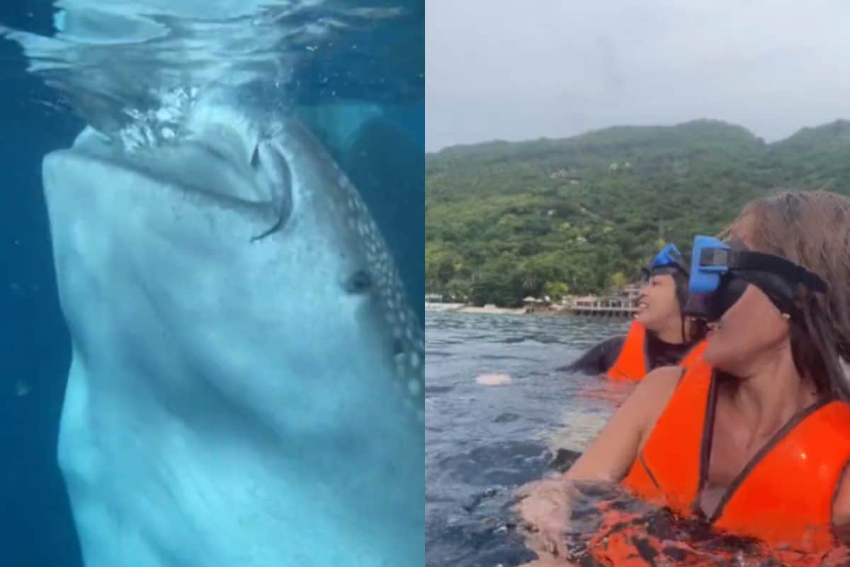 Watch: Whale Shark Topples Boat Throwing Two Women Dangerously Close To It  - News18