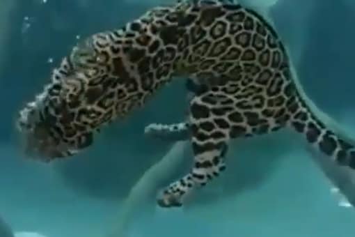 Video of a Jaguar Confidently Swimming in an Aquatic Water Tank Astounds the Internet Video of a Jaguar Confidently Swimming in an Aquatic Water Tank Astounds the Internet