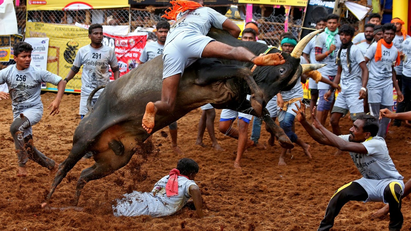 ‘Jallikattu’: Bull Tamers, Spectators Gored to Death, Dozens Hurt in Tamil Nadu | A Roundup of This Season