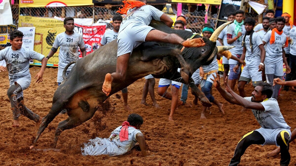 Jallikattu: Bull Tamer, Spectator Die, CM Stalin Announces Compensation, Security Beefed Up at Events