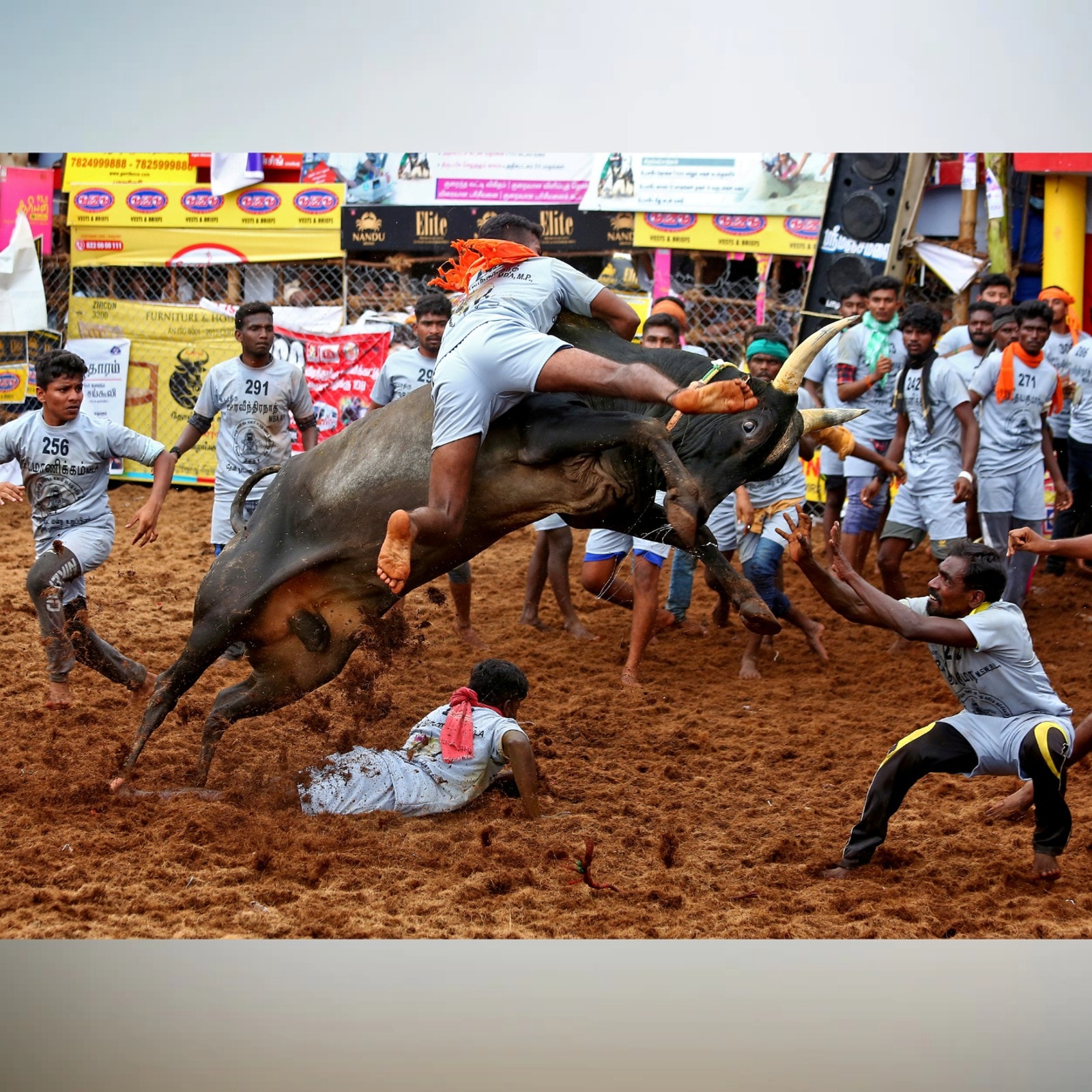 Jallikattu: Bull Tamer, Spectator Die, CM Stalin Announces Compensation,  Security Beefed Up at Events