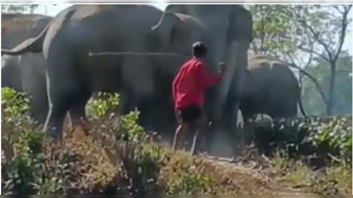 Caught on Cam, Assam Youth Whips & Charges Elephants