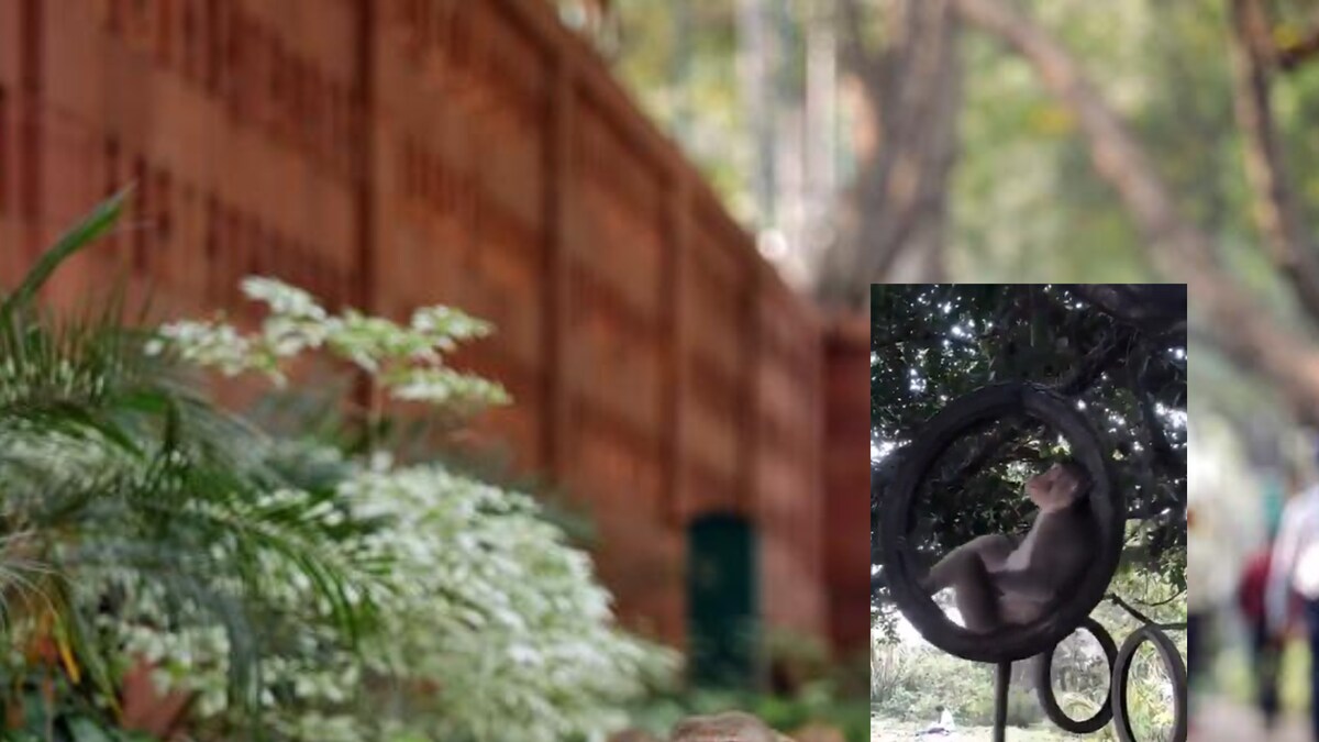 WATCH: Monkey Having a Gala Time on a Tyre Swing Will Give You TGIF ...