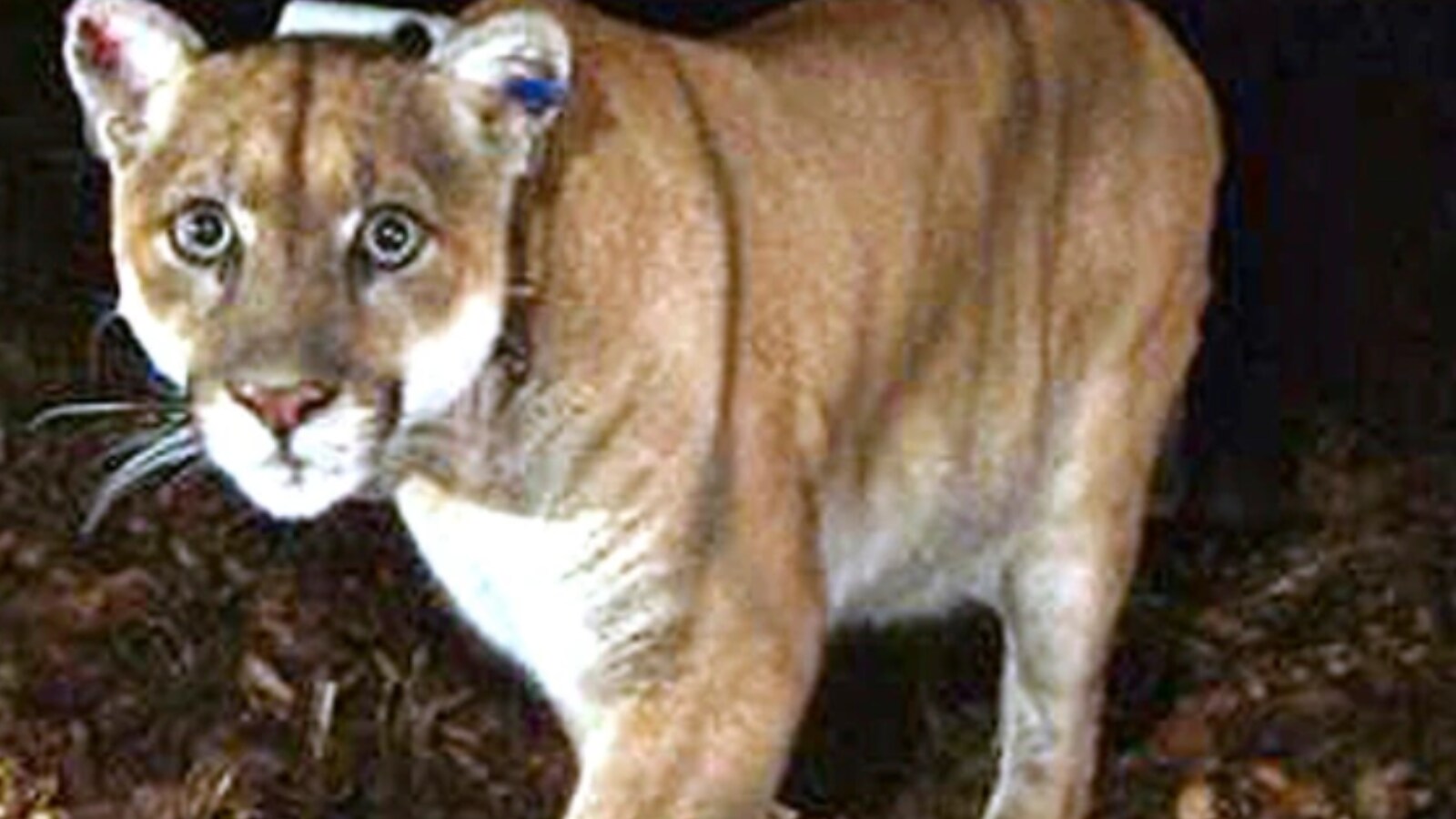 Beloved 'Hollywood Cat' Mountain Lion Euthanized in Los Angeles - News18
