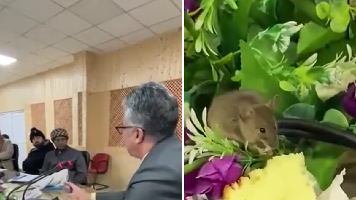 Video Shows Rat Munching On Piece Of Cake Served To People At A Meeting