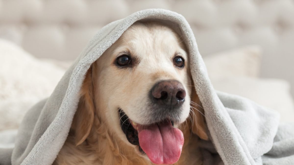 5 Tips On How To Prepare Your Dog For The Winter