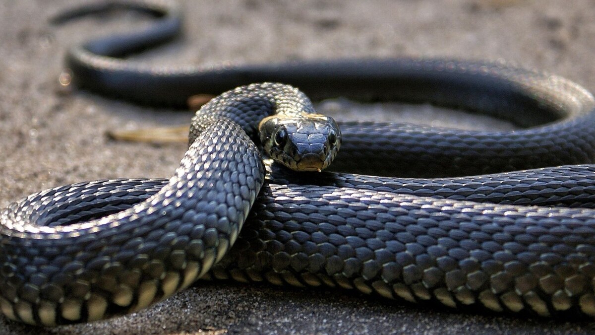 This Man Learnt Snakecatching Through Youtube And is a Pro Now News18
