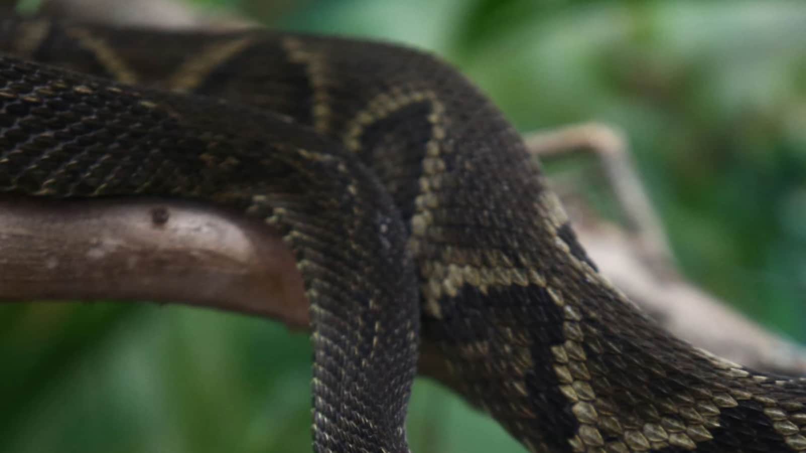 Female Snakes Have Clitorises, Indicating How 'Pleasure is Important