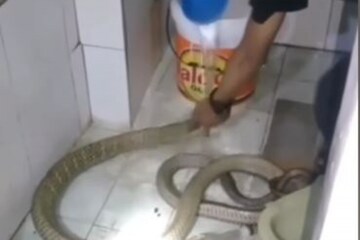 Viral Video Shows Snake Emerging From Toilet, Twitter Horrified