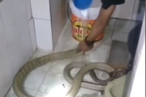 Man bathes snake in viral video. (Credits: Instagram/@sakhtlogg)
