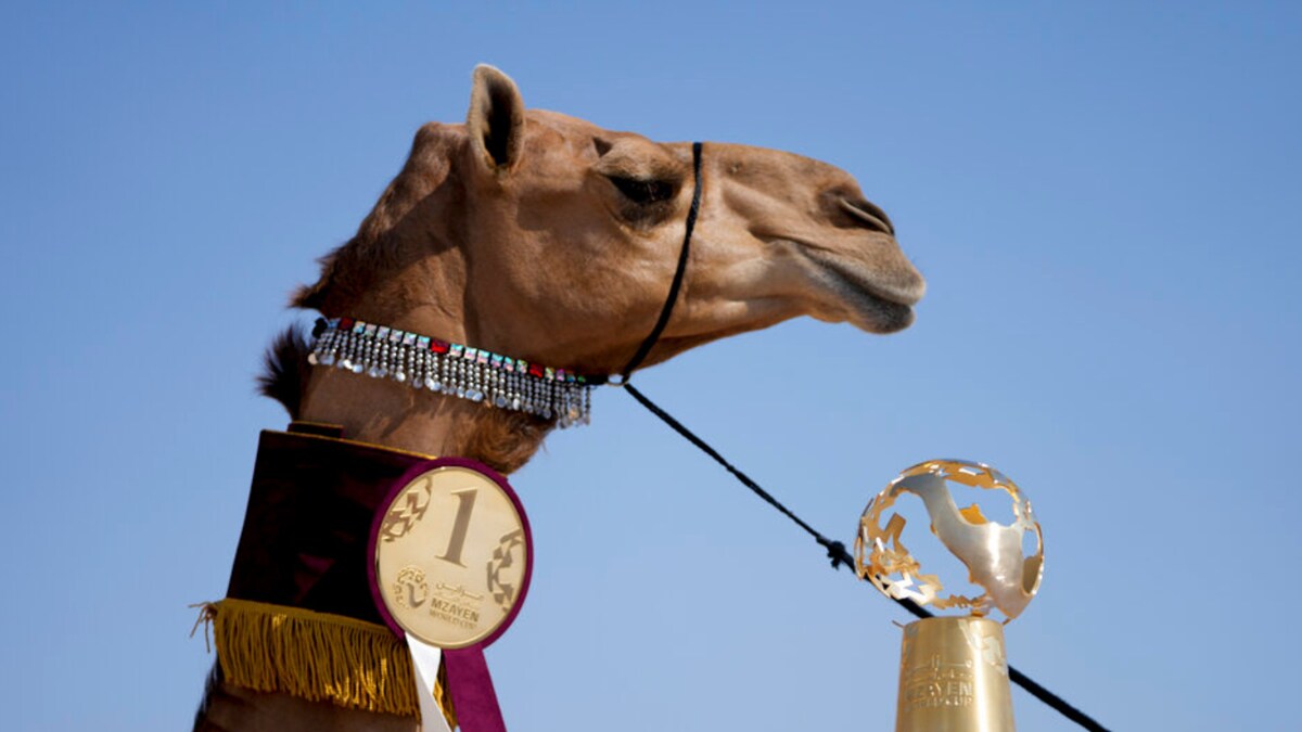 Camel Pageant is Among 2022 FIFA World Cup's Sidelines Attractions