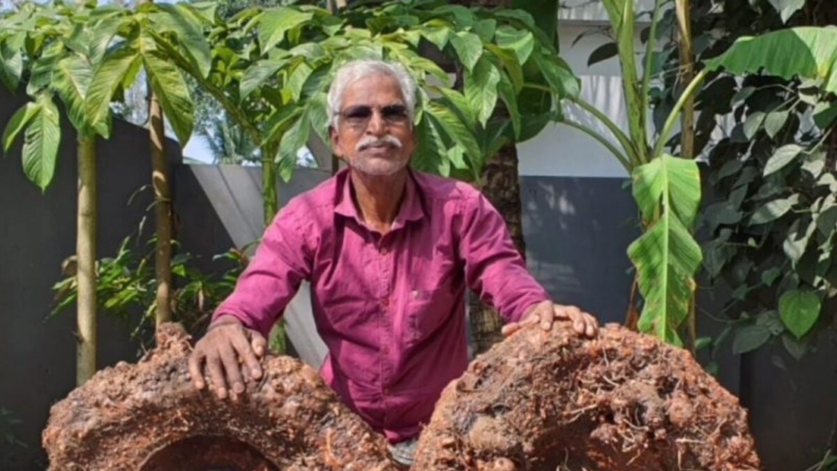 Tamil Nadu Man Grows 60 kg of Jumbo Yams in His Garden, Hopes to Set Record News18