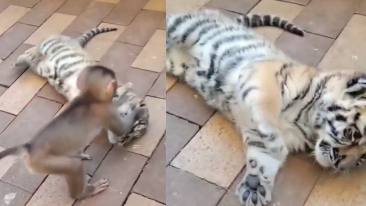 Watch: Baby Monkey Plays With Tiger Cub, Unusual Friendship Delights  Internet