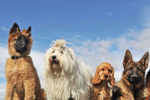 what dogs say about your personality