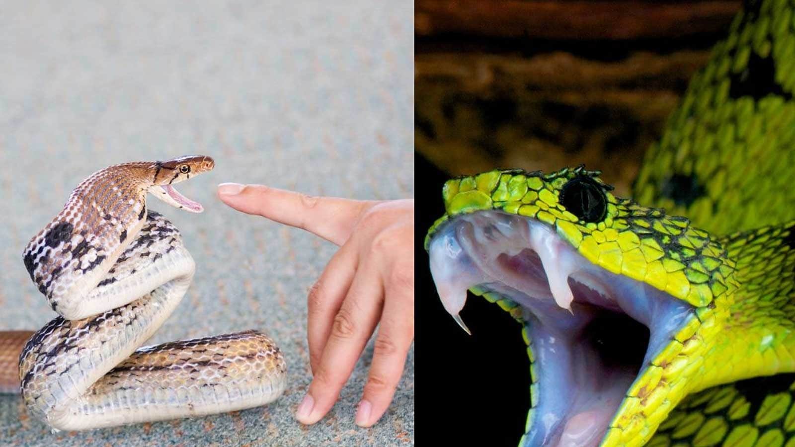 Why Do Snakes Twist Around After Biting Their Prey? Quora Might Have An