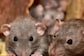 New York Posts Job Ad For Rat Exterminator That Pays Upto Rs 1.13 Crore