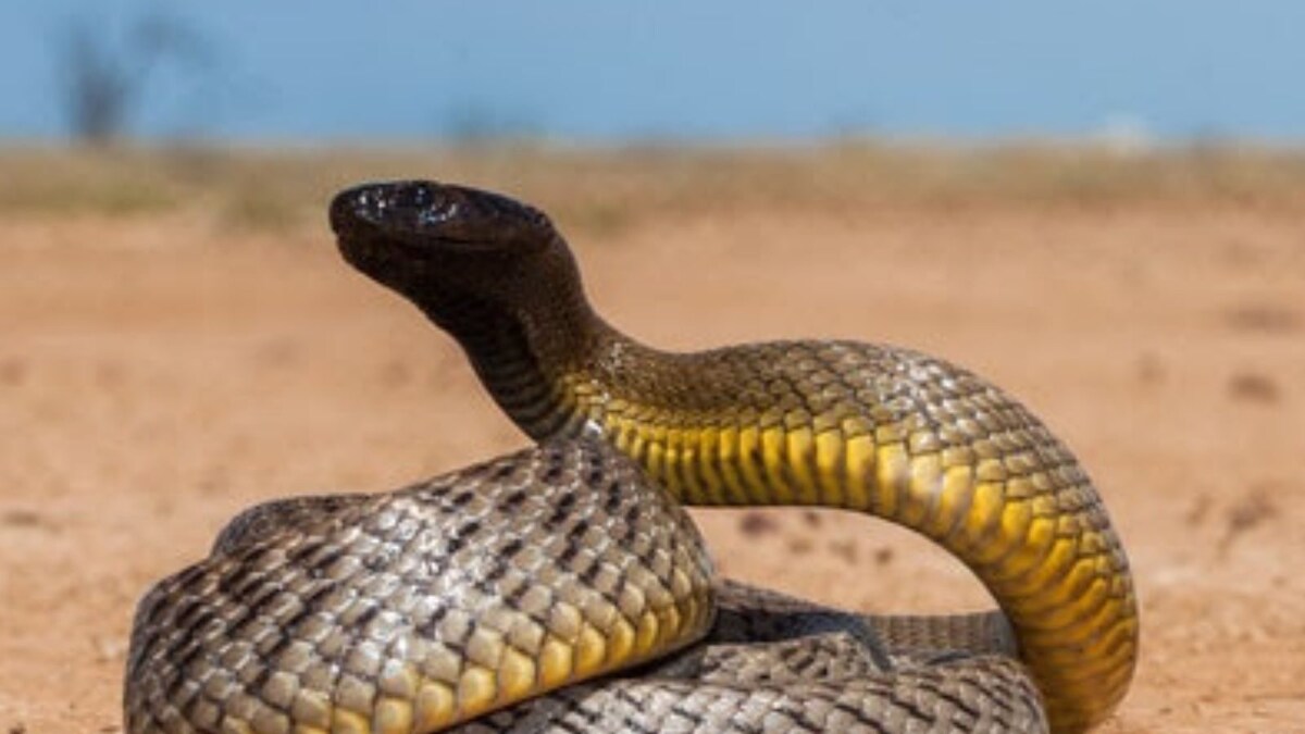 Inland Taipan, the World’s Deadliest Snake, Can Kill Over 100 People in a Single Bite News18