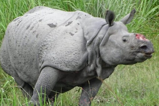 Rhino Representative Image (Photo Credits: File Image)
