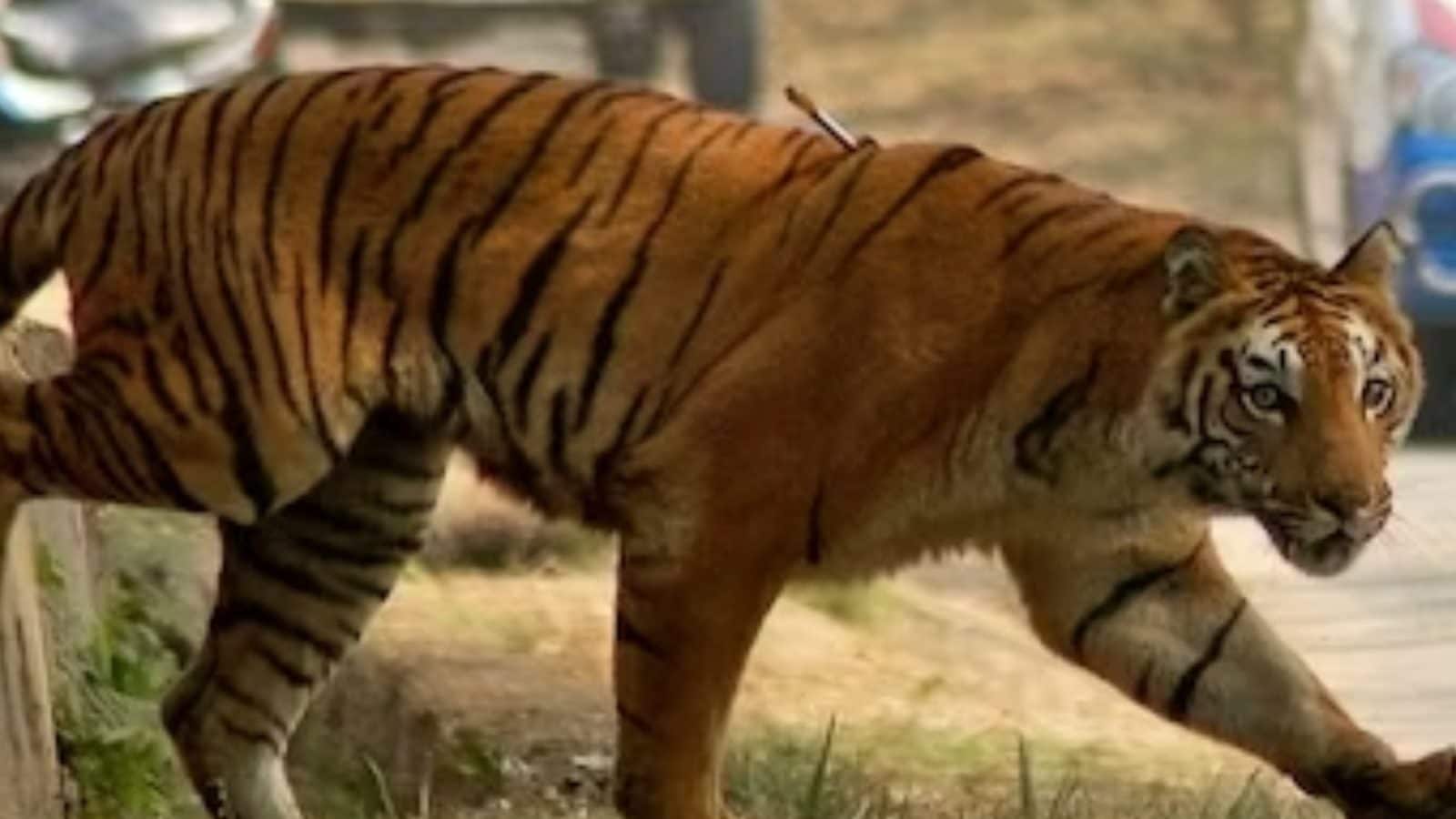 Тигр людоед. Тигр сбежал из зоопарка. Тигр из Ленинградского зоопарка.