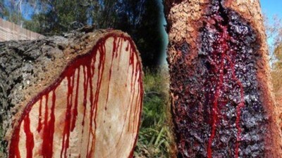 Did You Know Bloodwood Tree Oozes Blood When Cut? | Buzz News - News18