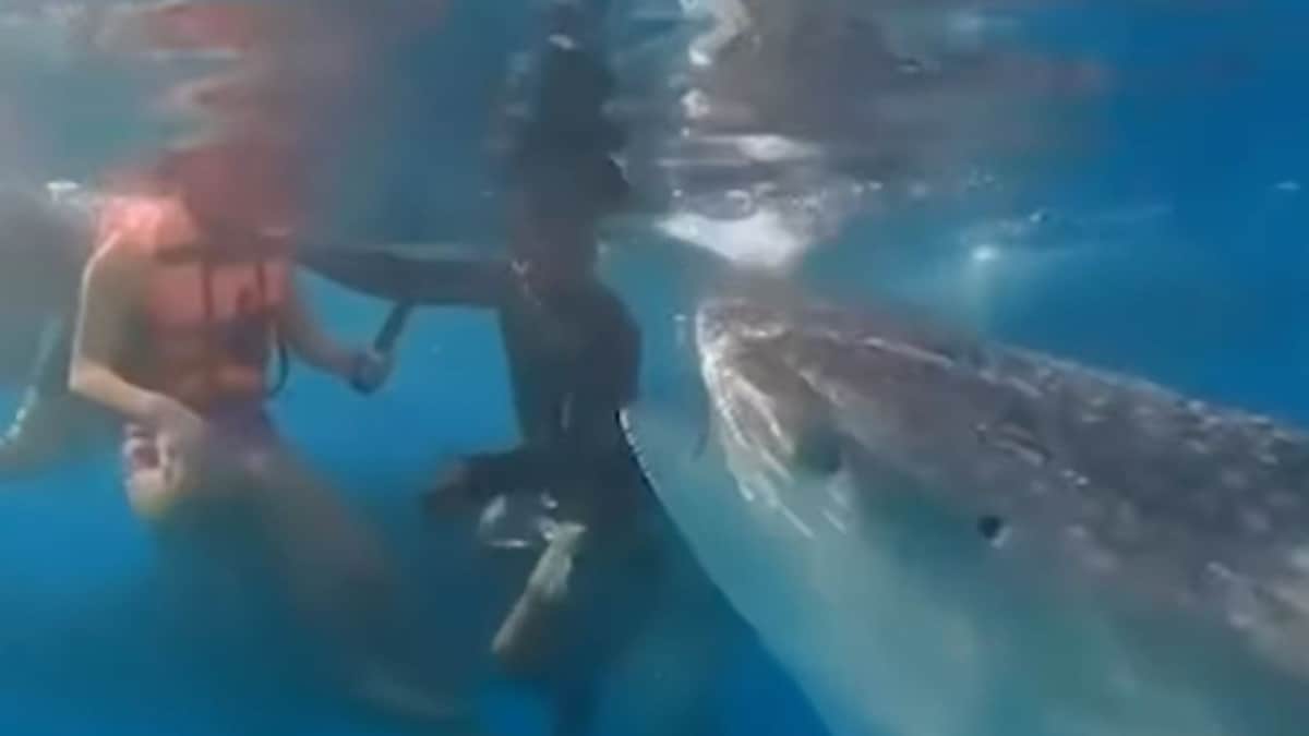 Scary Viral Video Shows Whale Shark Nibbling Snorkelers in Philippines -  News18