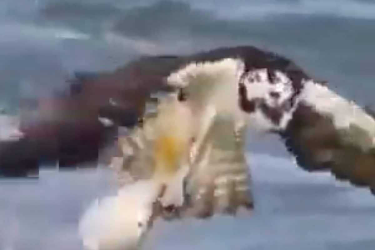 ‘Mastery’: Dramatic Video of Eagle Catching a Fish Will Leave You Stunned